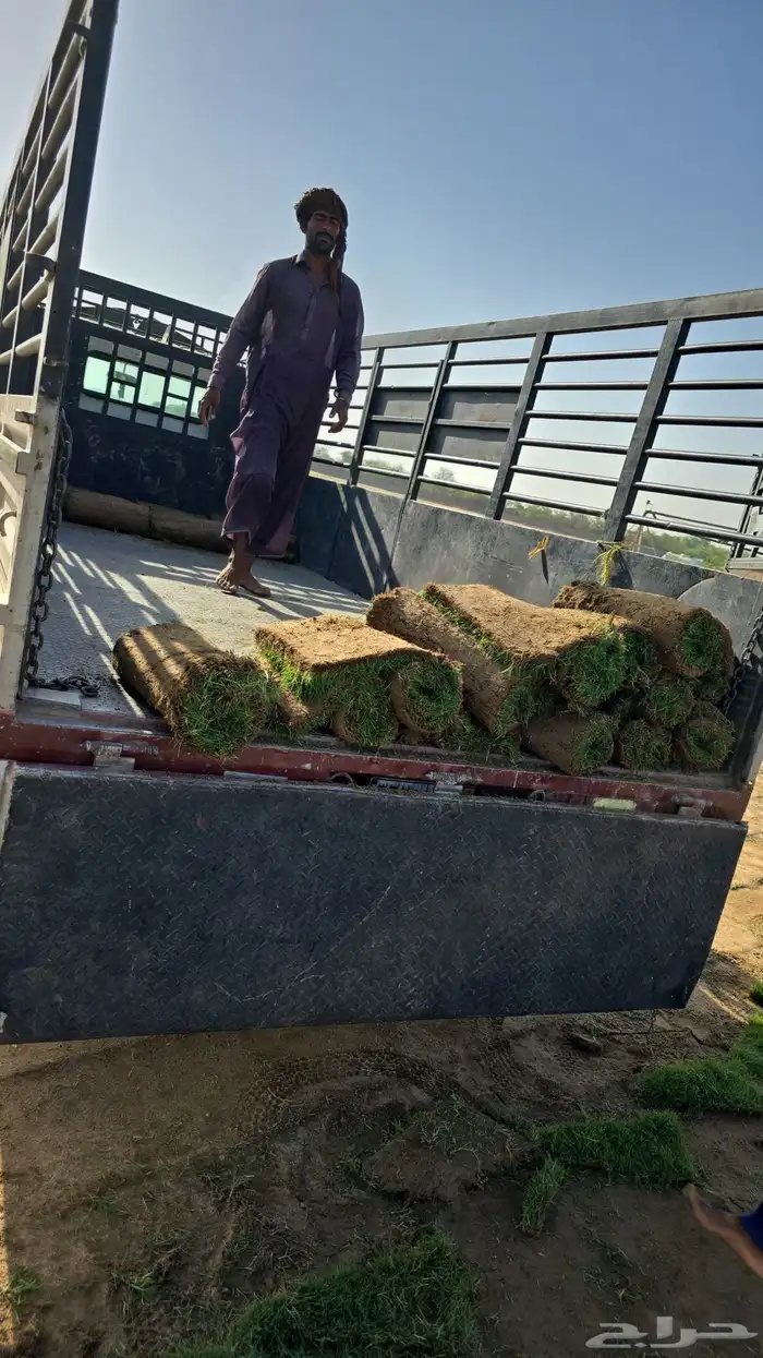 نجيل طبيعي 2