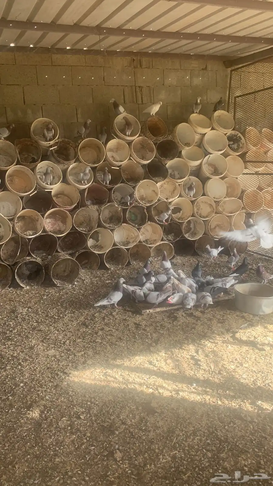 حمام 2