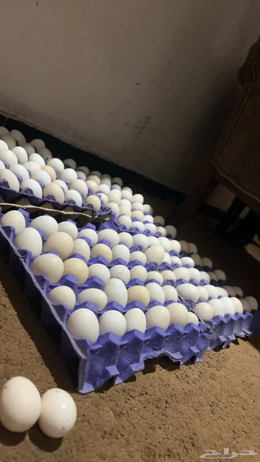 بيض بلدي طازج 0