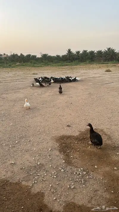 بط بحل العدد 40 حبه 3