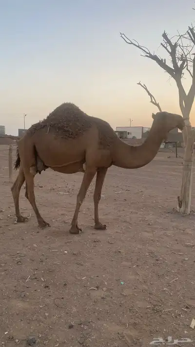 ناقه طيبه صفراء منيحه ضروبه نقبل معروض 2