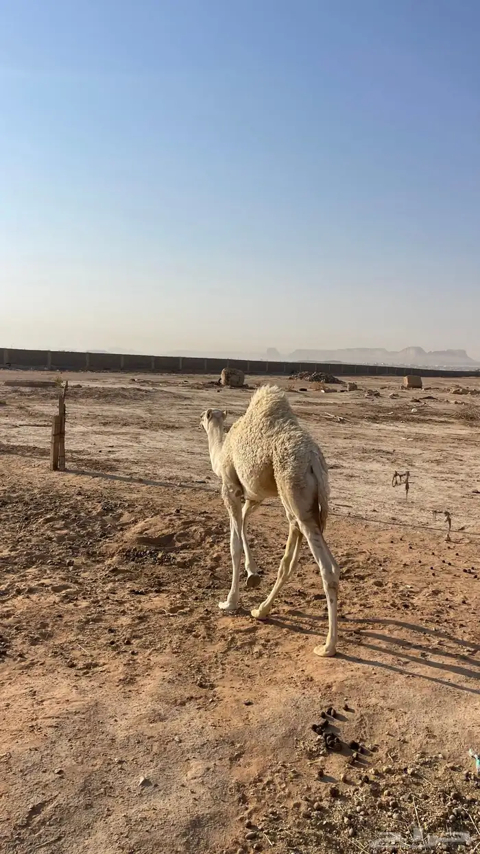 ناقة وضحى تحتها بكرة (تم البيع) 13