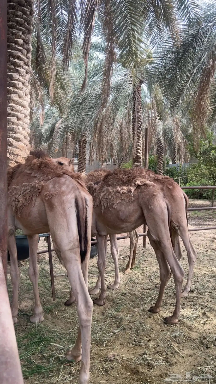 البيع 1