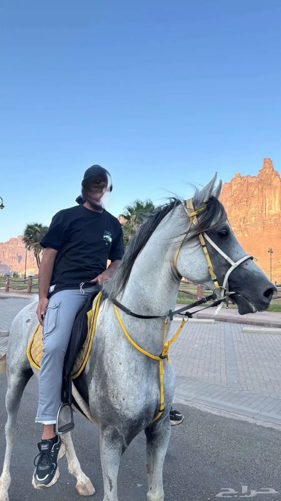 خيل 5