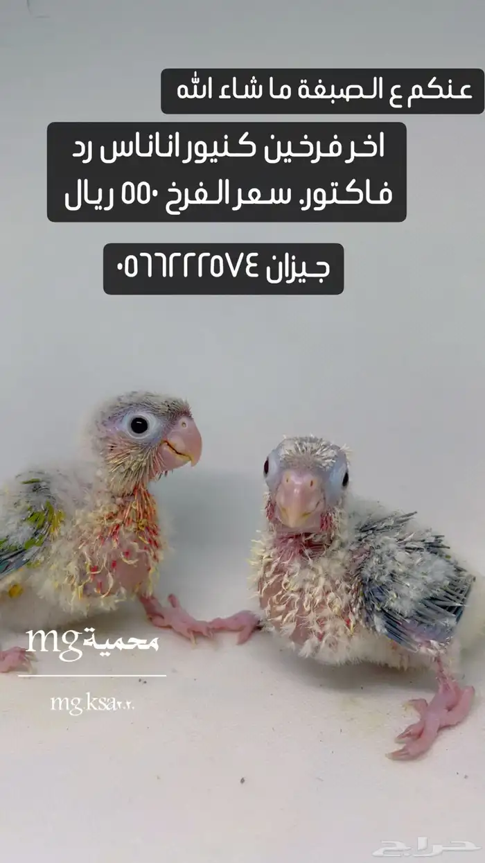 فرخ كنيور اناناس رد فاكتور تم البيع جميع الفروخ 0