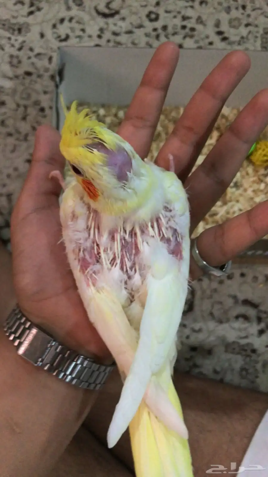 انباع الله يبارك للبايع والمشتري 2