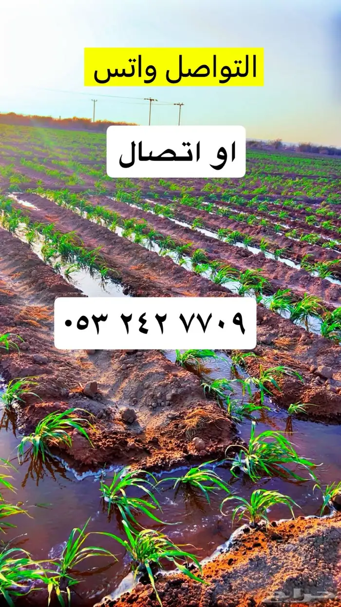 دخن وادي بيضان 9