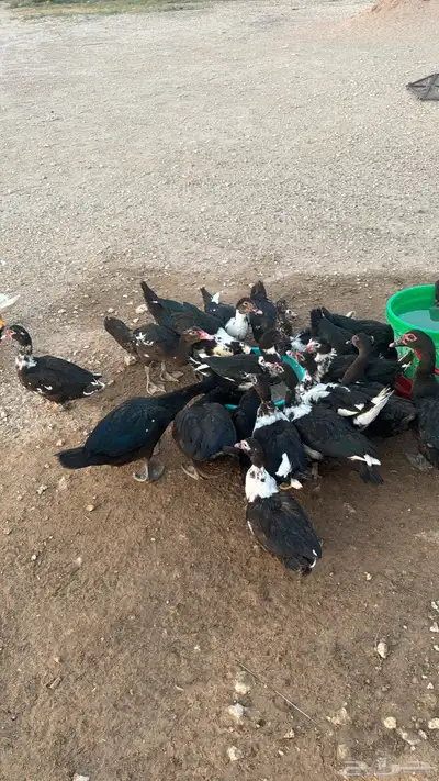 بط بحل العدد 40 حبه 2
