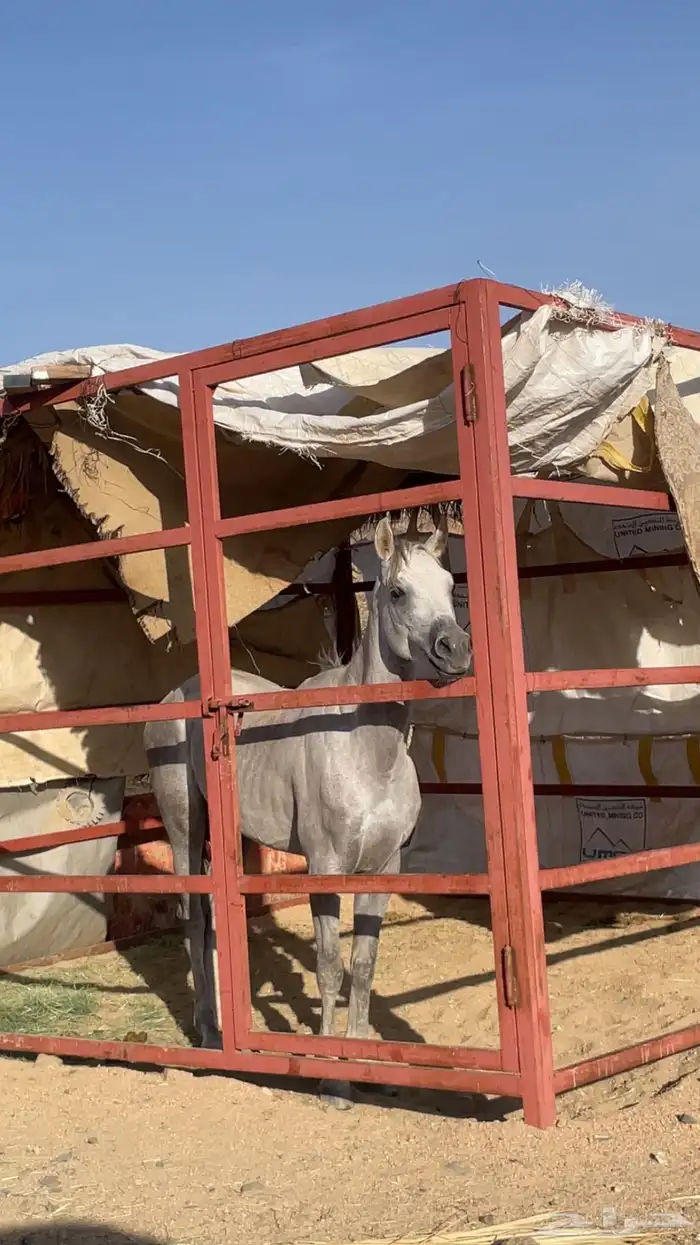 خيل شعبي  العمر ثلاث سنوات الطول سبع بلوك الاسم صدام الحرار 0