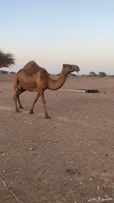 ناقه طيبه صفراء منيحه ضروبه نقبل معروض 1