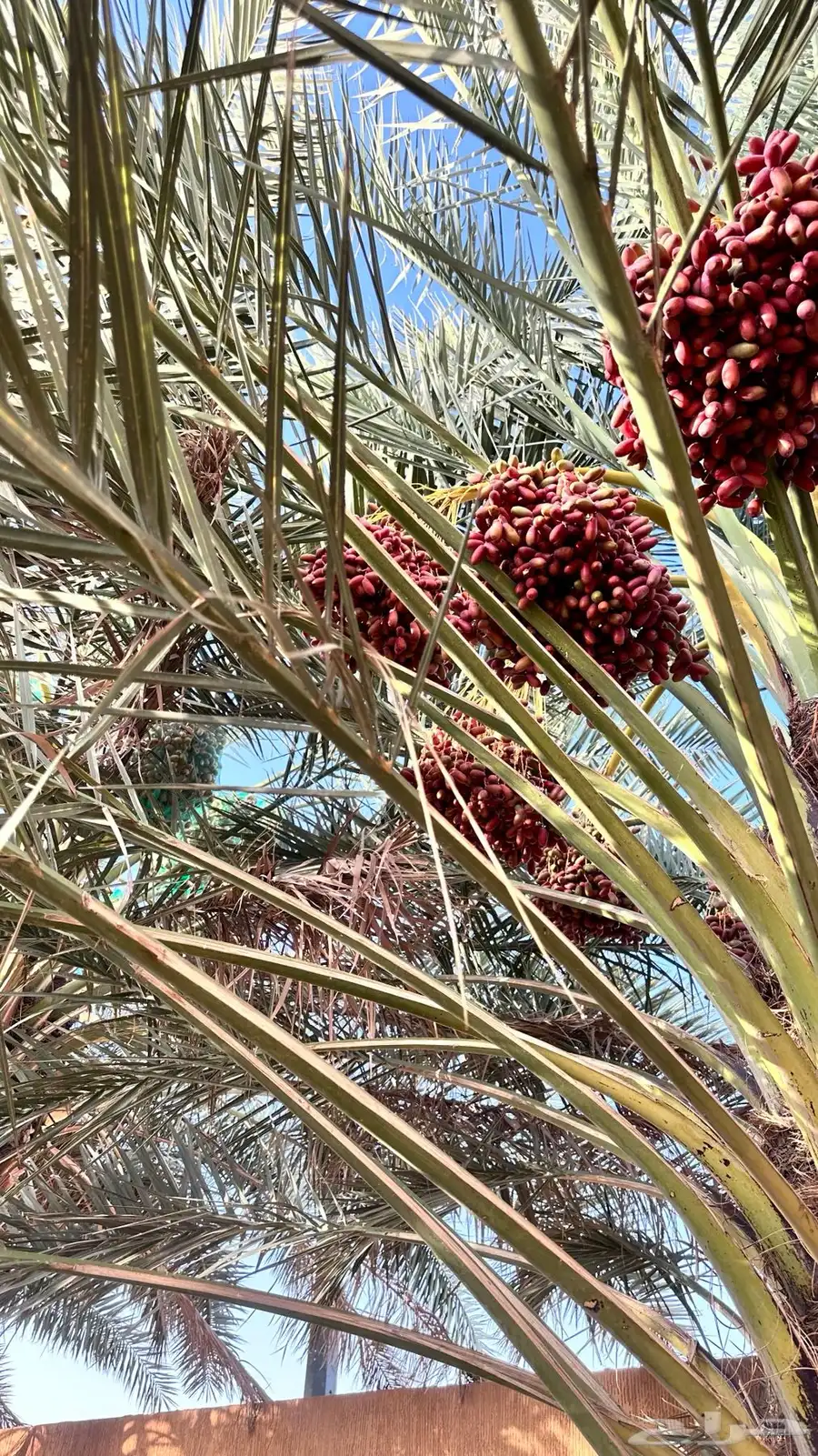 خرفه بيشه 6