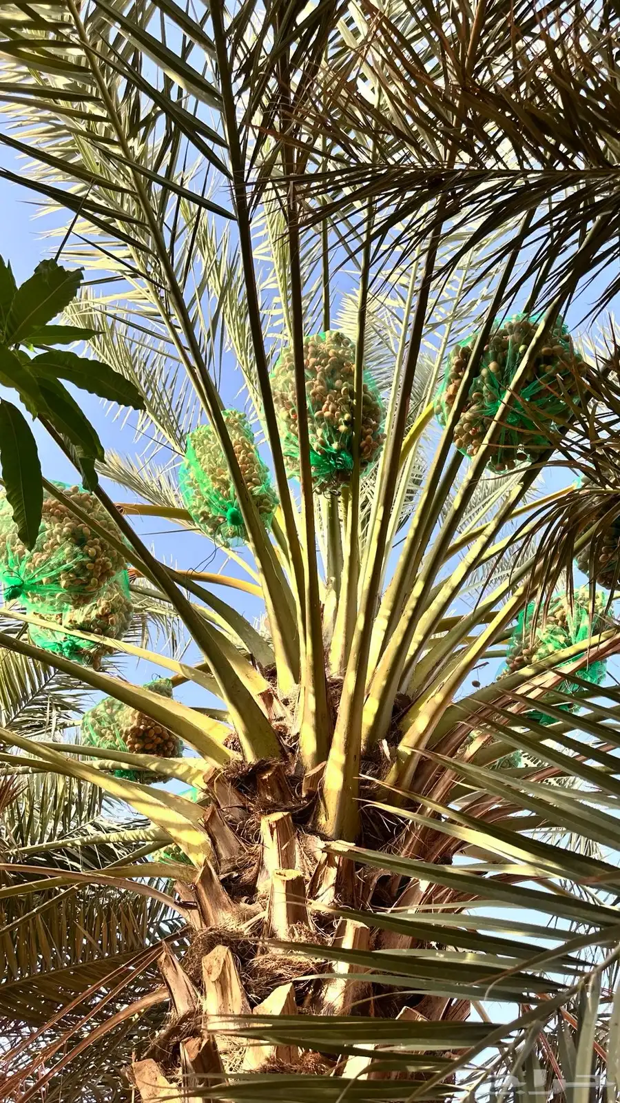 خرفه بيشه 3