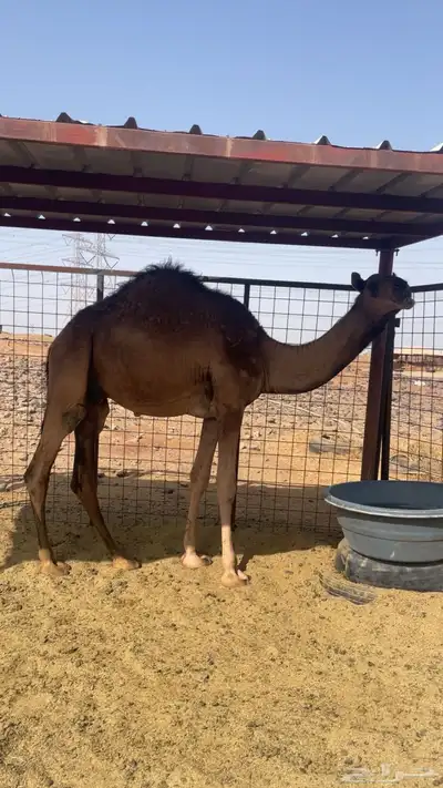 قعود مفرود عمره سنه و3 شهور 1