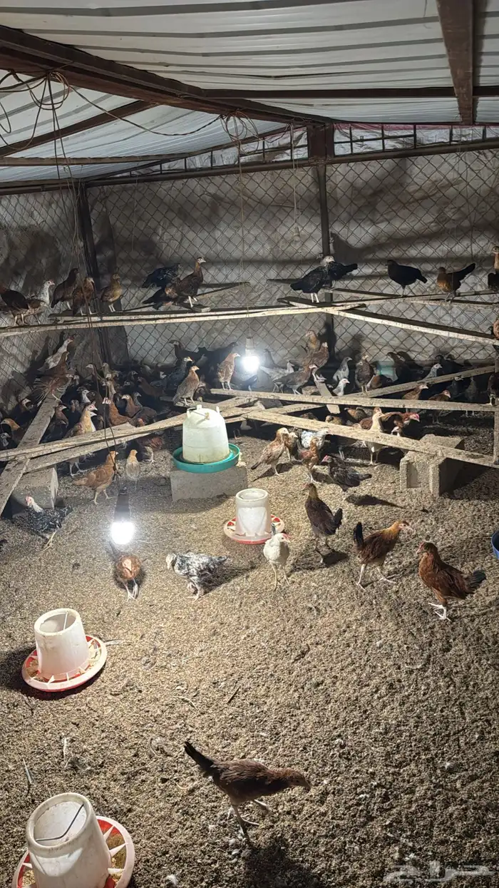 صيصان بلدي وفرنسي العمر شهرين 2