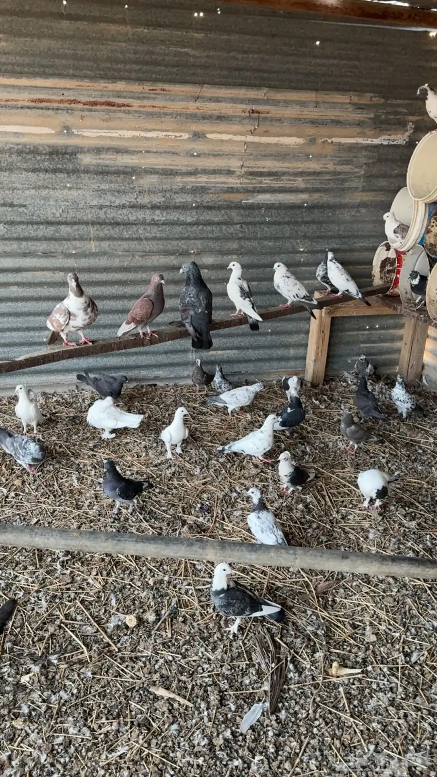 حمام بلدي 2