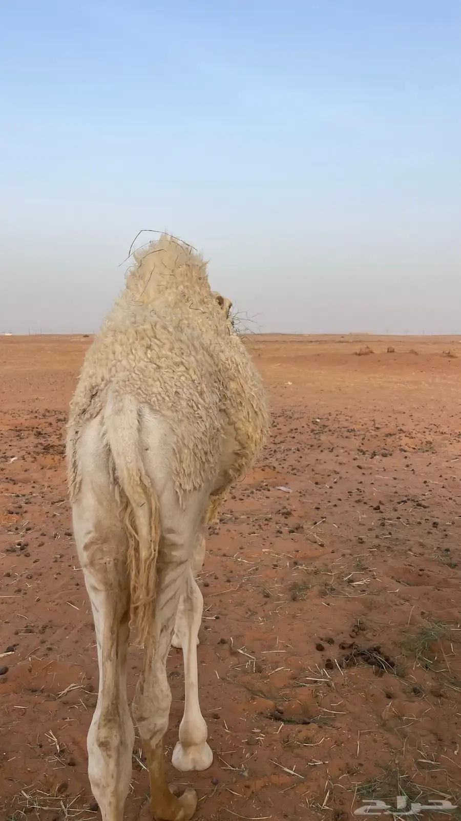 حشو قصب 0