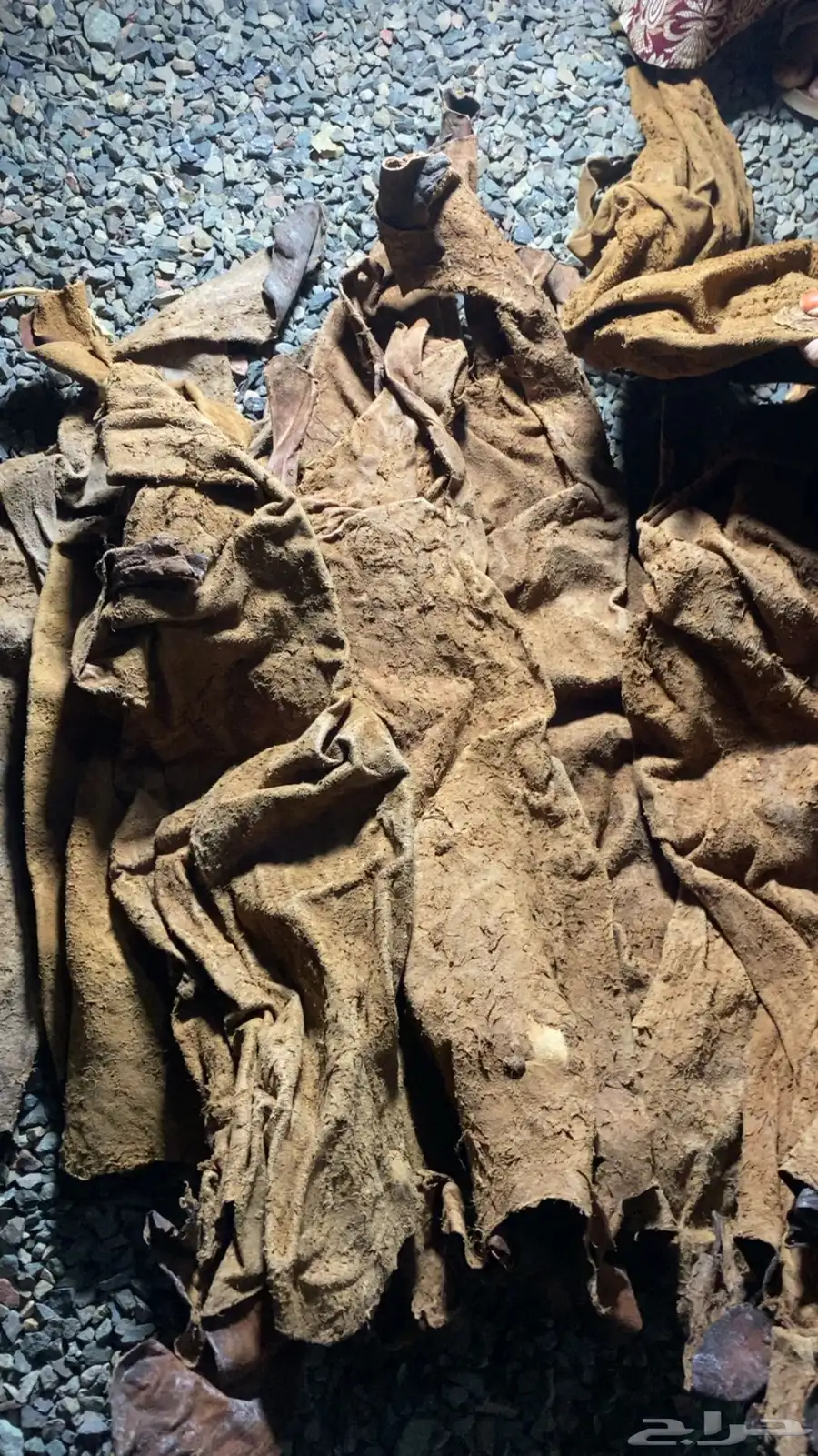 جربان للبيع نظيفة جديدة على الشرط 0