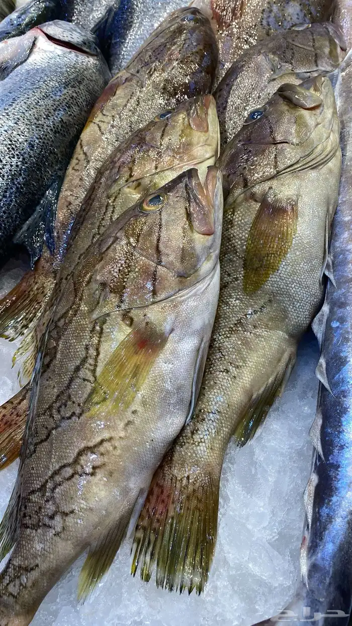 سمك وروبيان 5