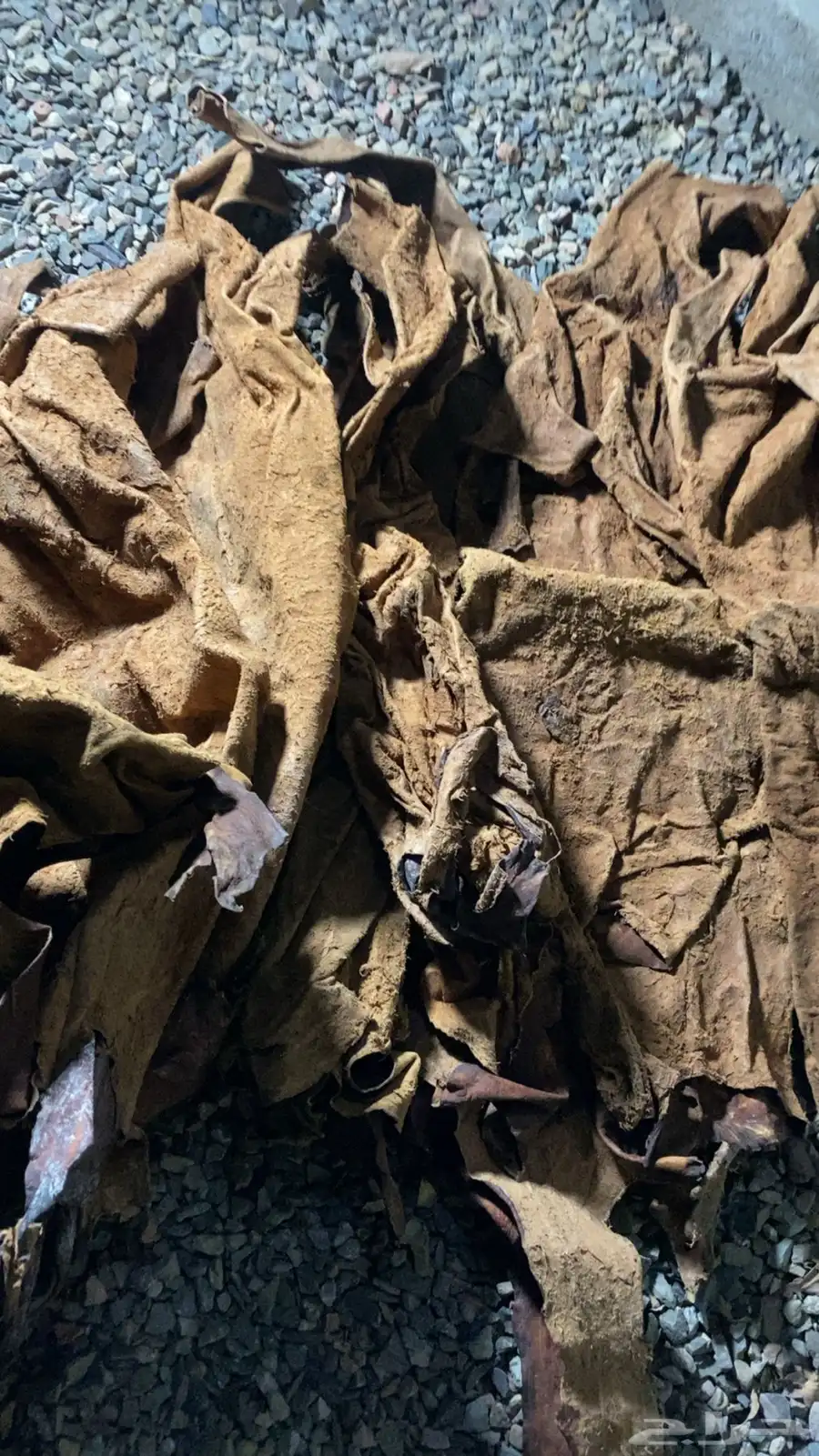 جربان للبيع نظيفة جديدة على الشرط 1