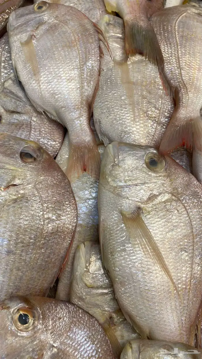 سمك وروبيان 6