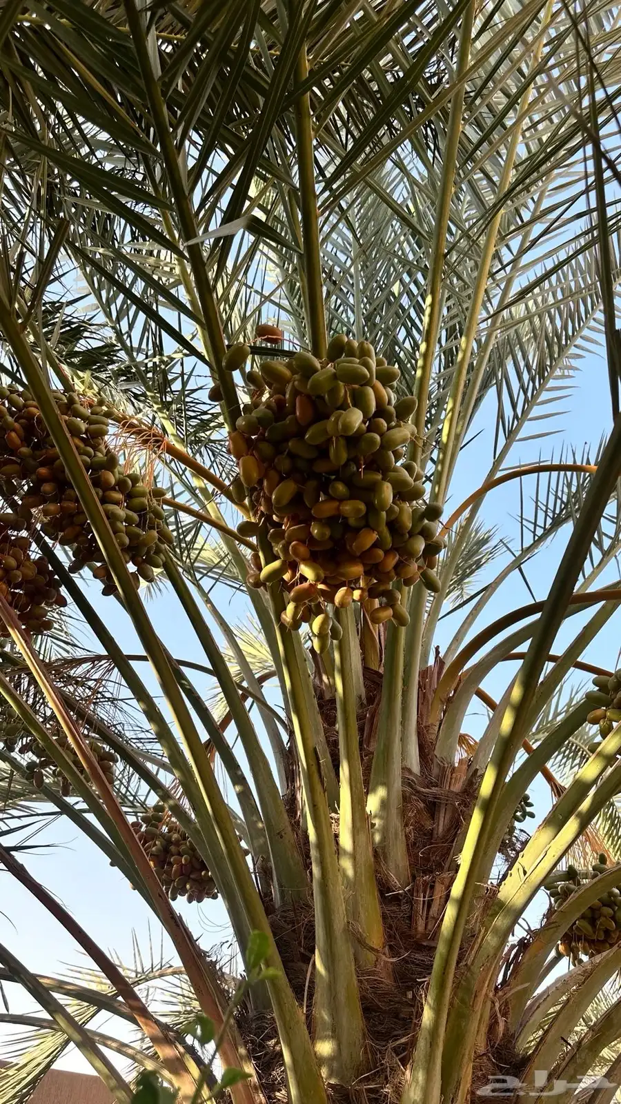 خرفه بيشه 10