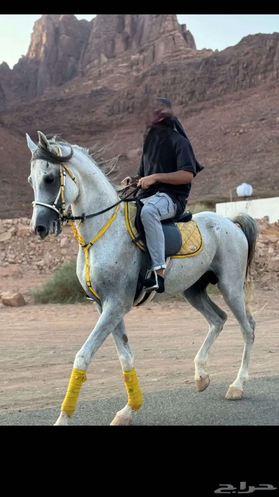 خيل 4