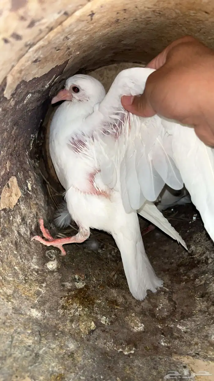 فروخ حمام للبيع فرنسي سلفر زاجل 1