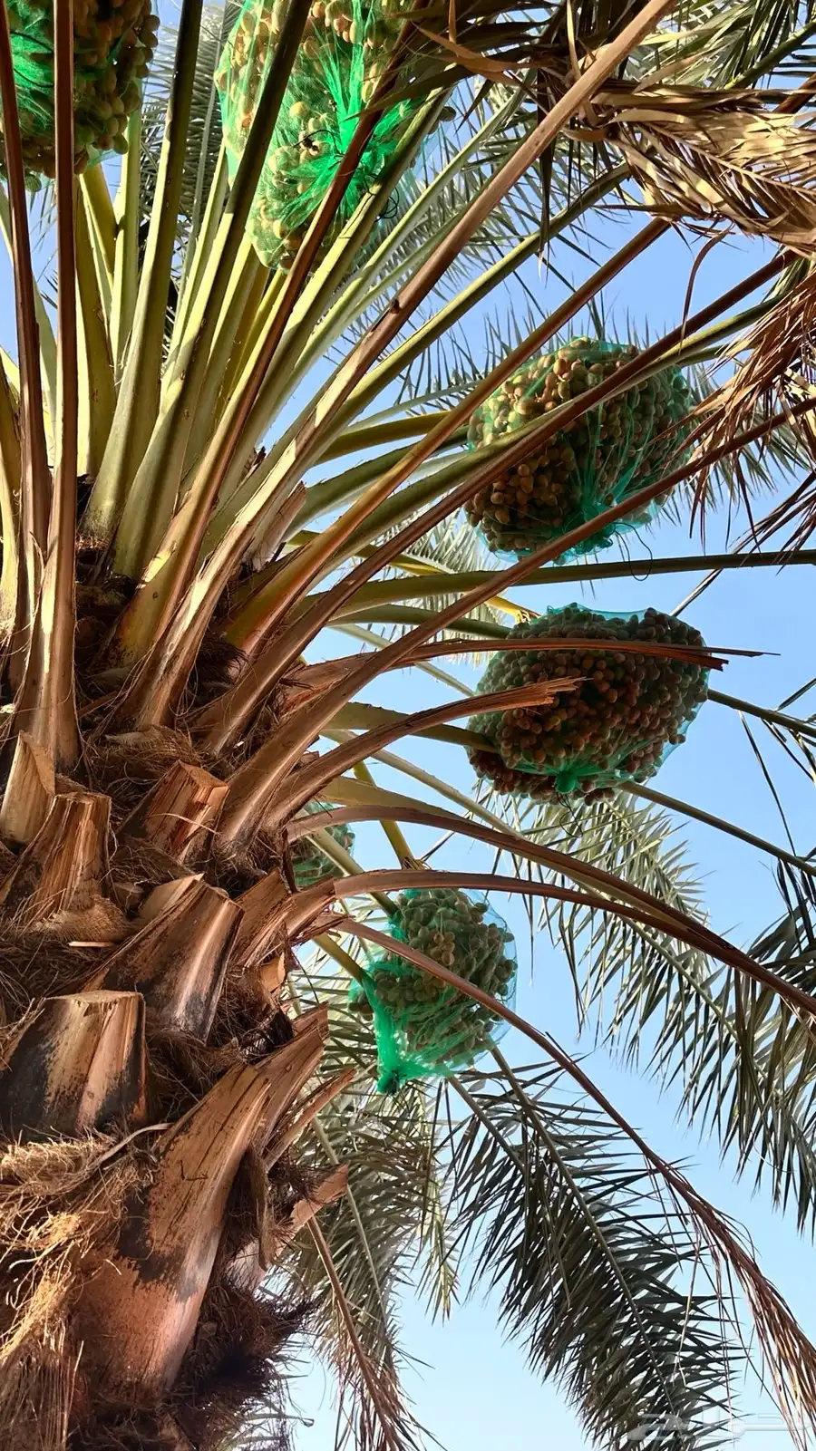 خرفه بيشه 2