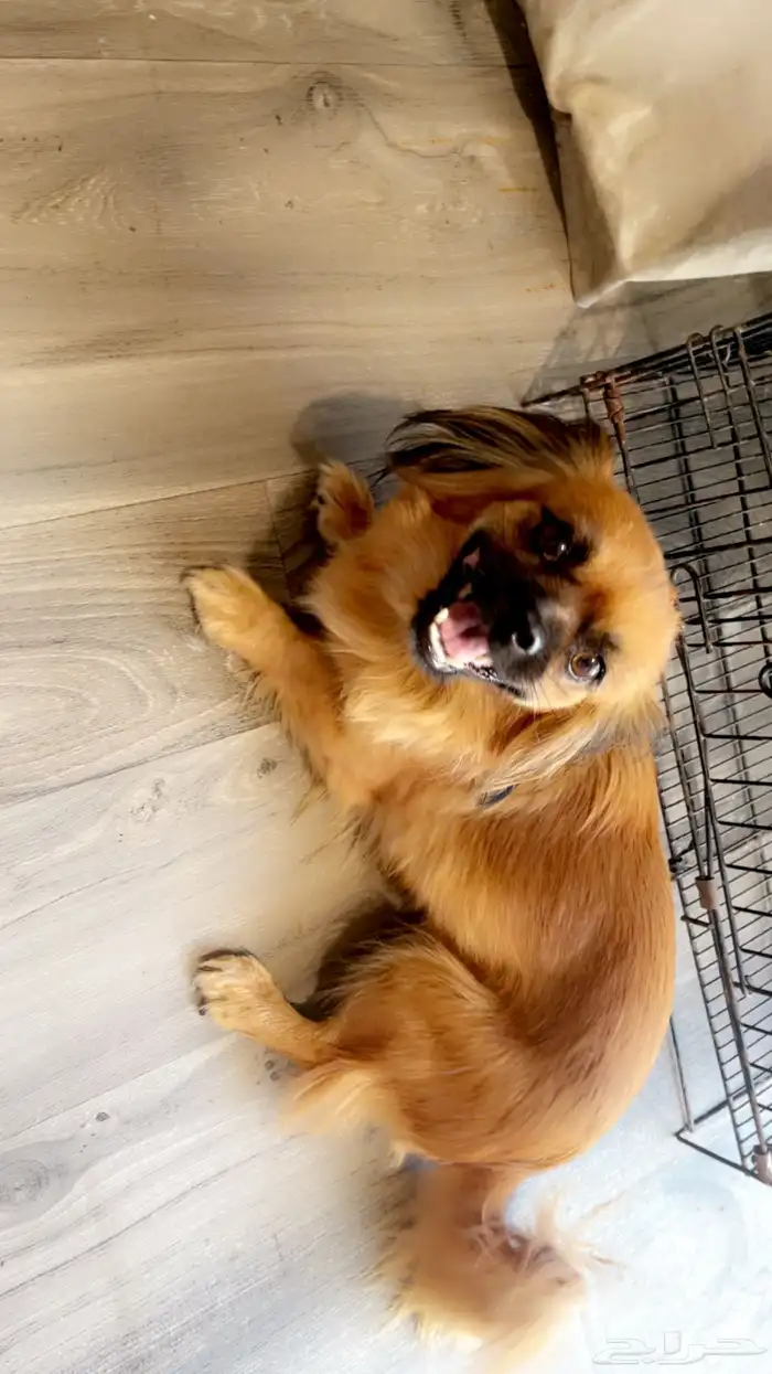 شيرينين براون 1