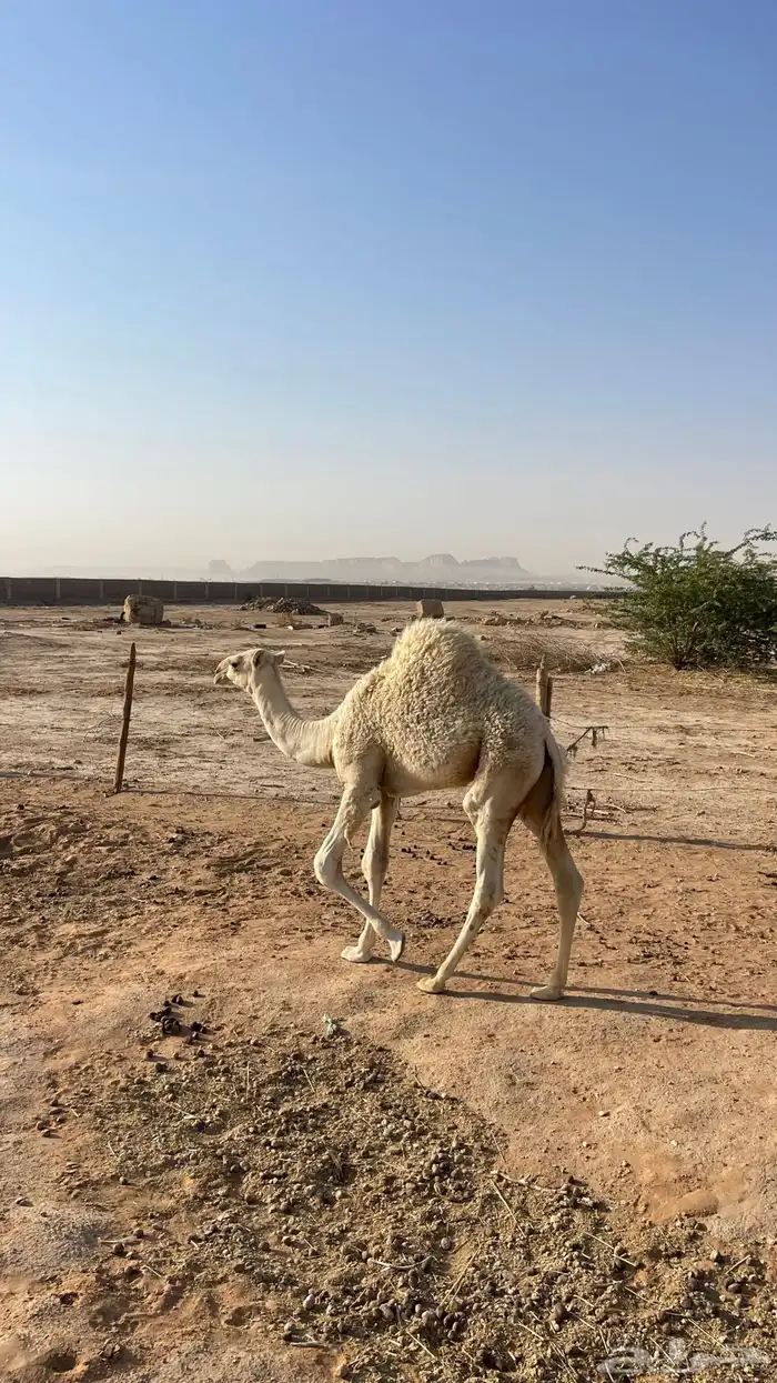 ناقة وضحى تحتها بكرة (تم البيع) 16