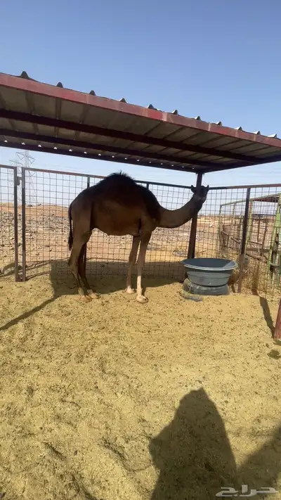 قعود مفرود عمره سنه و3 شهور 0