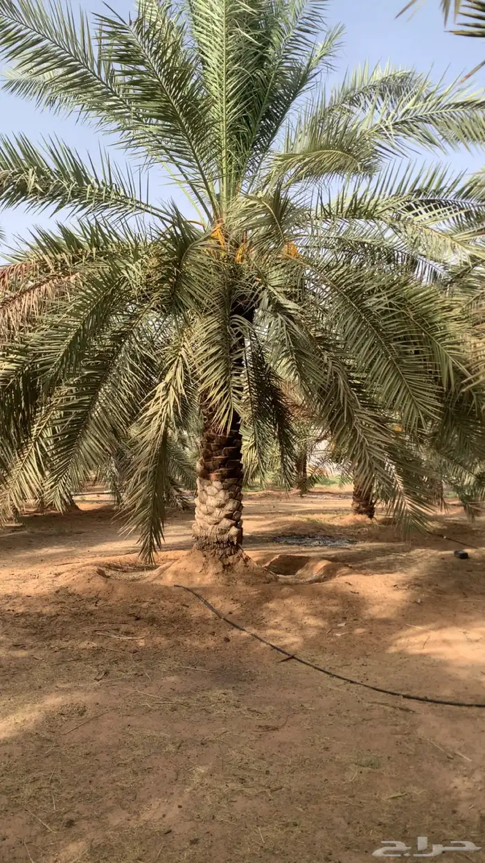 نخال للبيع 1