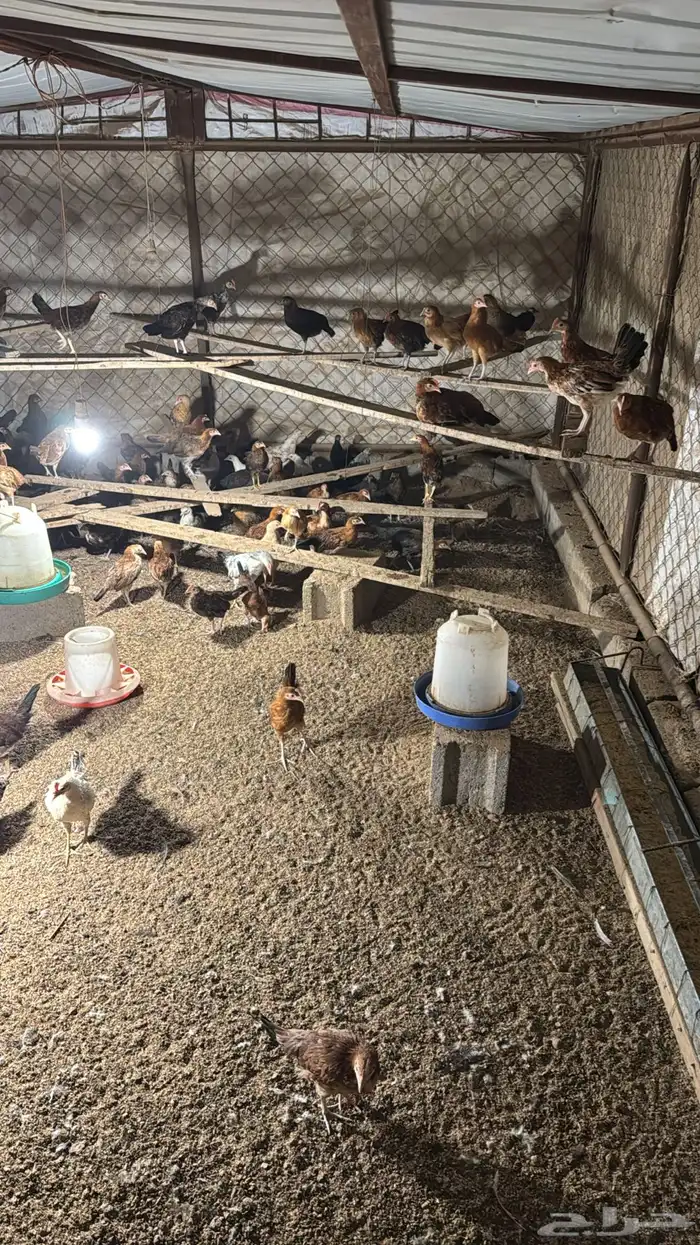 صيصان بلدي وفرنسي العمر شهرين 0