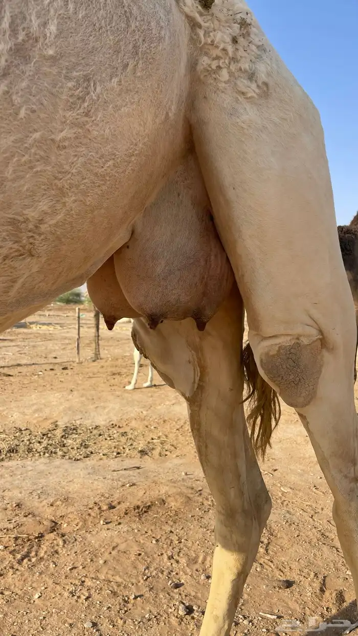 ناقة وضحى تحتها بكرة (تم البيع) 19