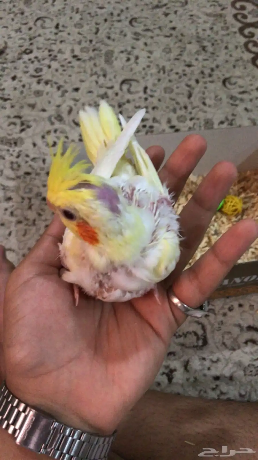 انباع الله يبارك للبايع والمشتري 1