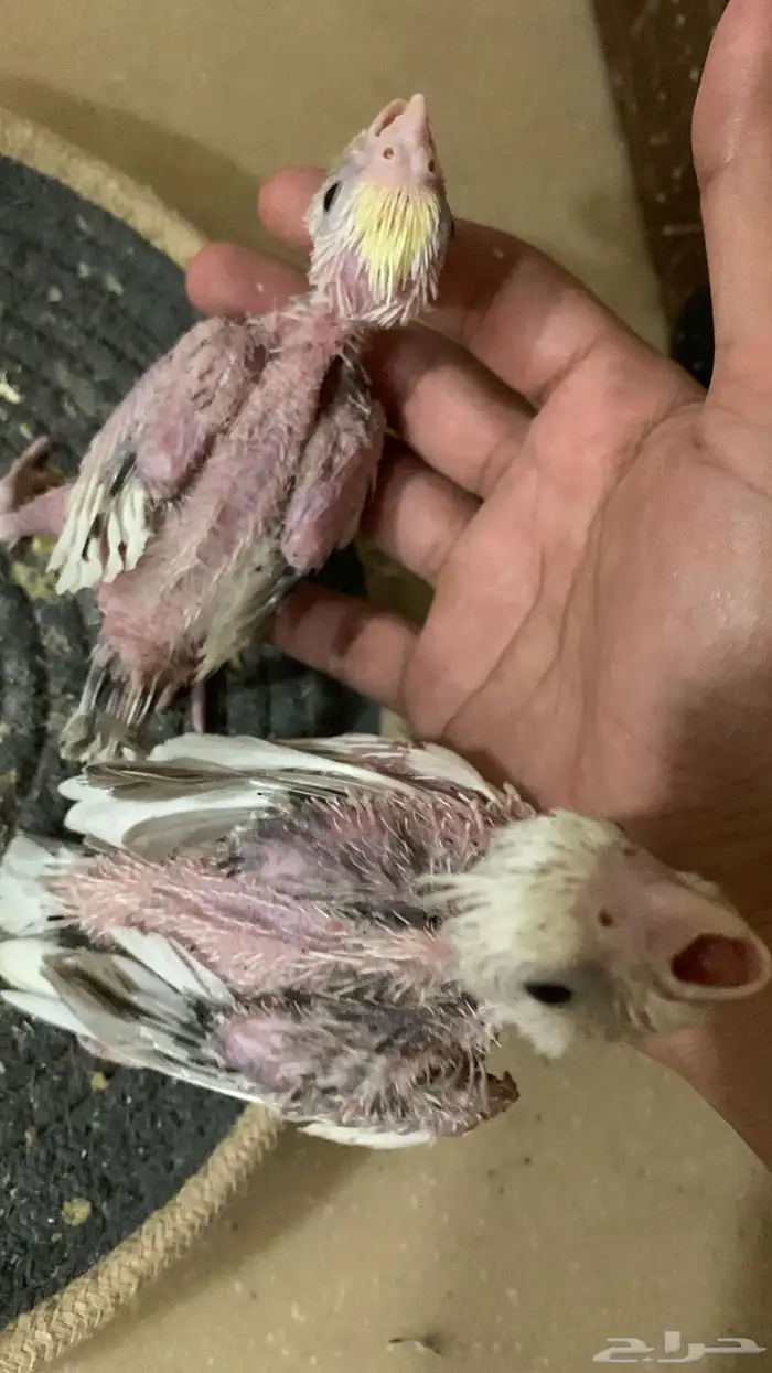 فرخين كروان تم البيع 2