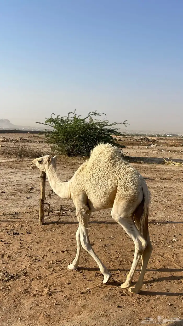 ناقة وضحى تحتها بكرة (تم البيع) 8