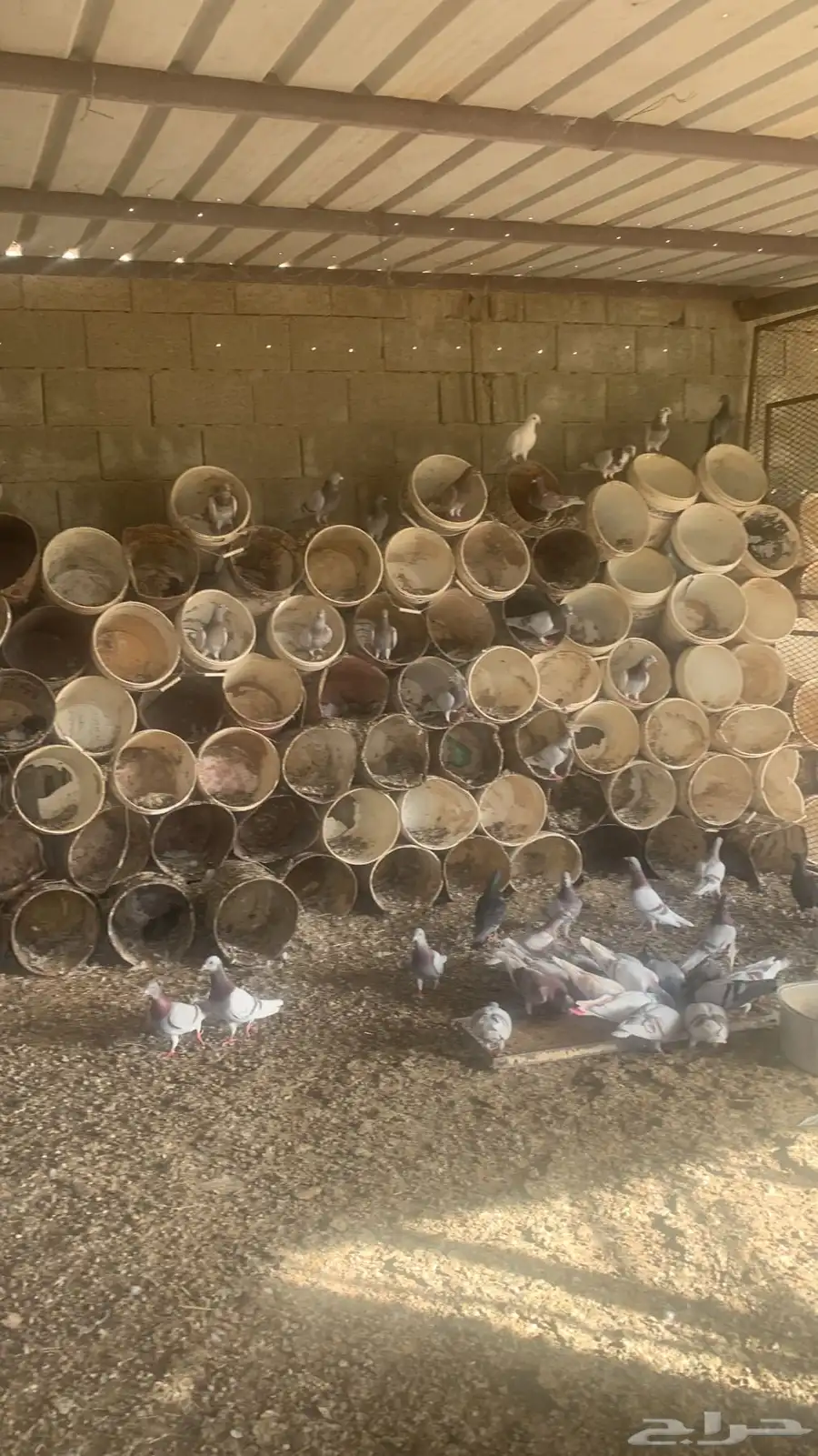 حمام 0
