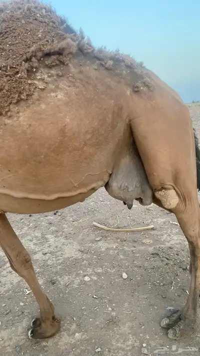 ناقه طيبه صفراء منيحه ضروبه نقبل معروض 3