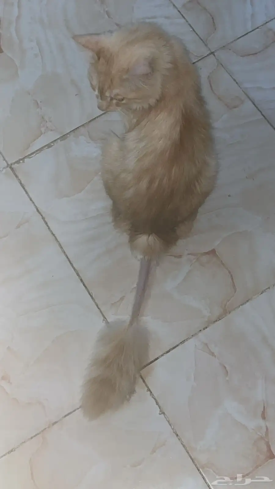 تبني 1