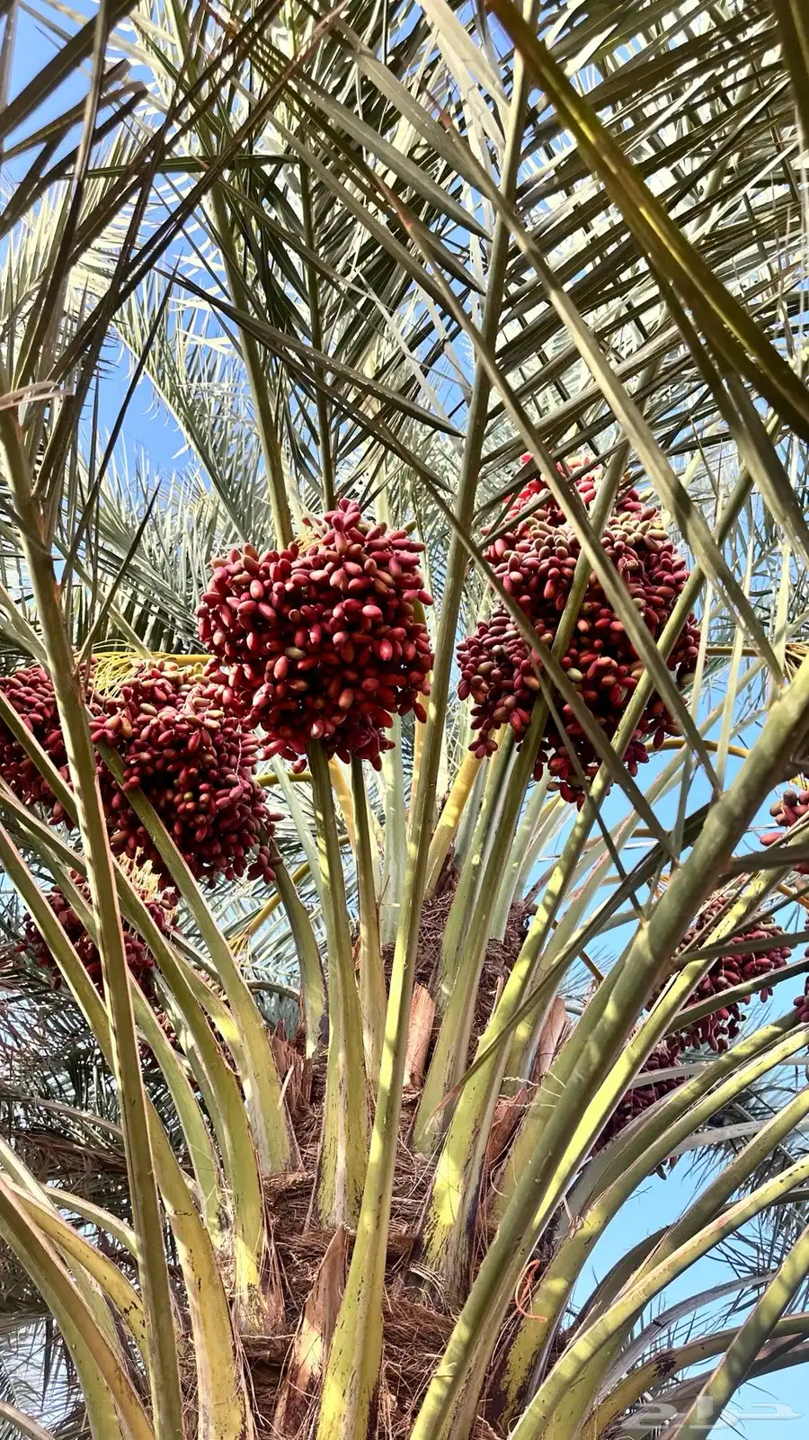 خرفه بيشه 8