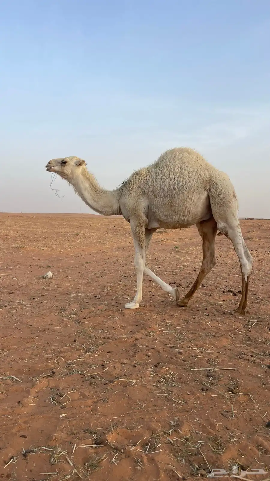 حشو قصب 2
