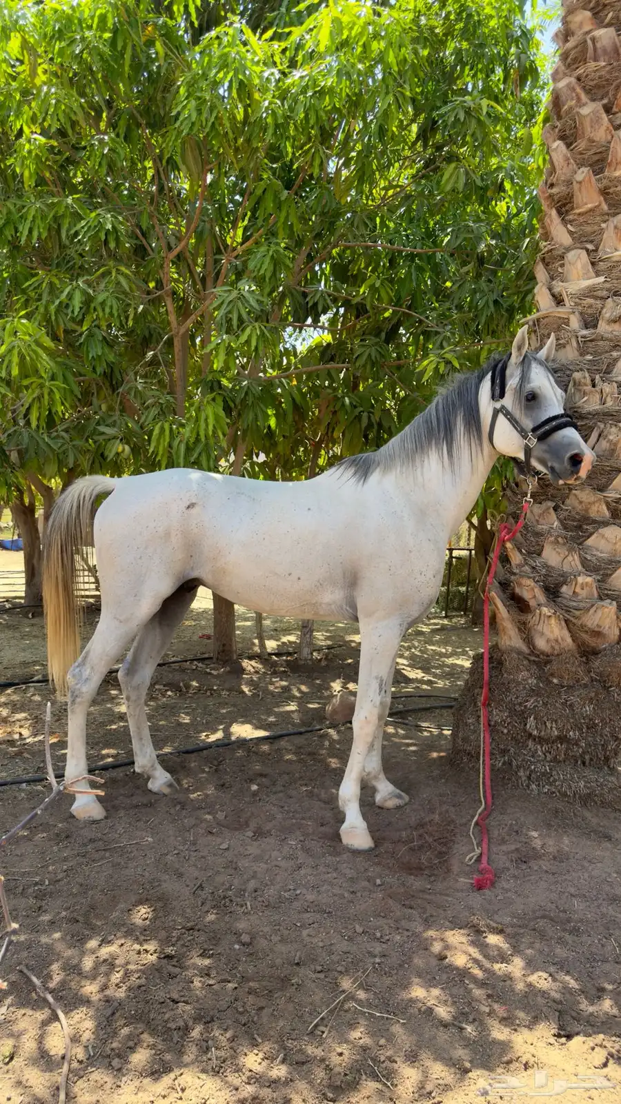 خيل 1