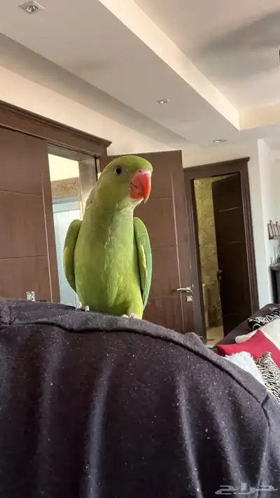 ببغاء دره اليف وهدد حمامه مايعرف العض طير بيت 3
