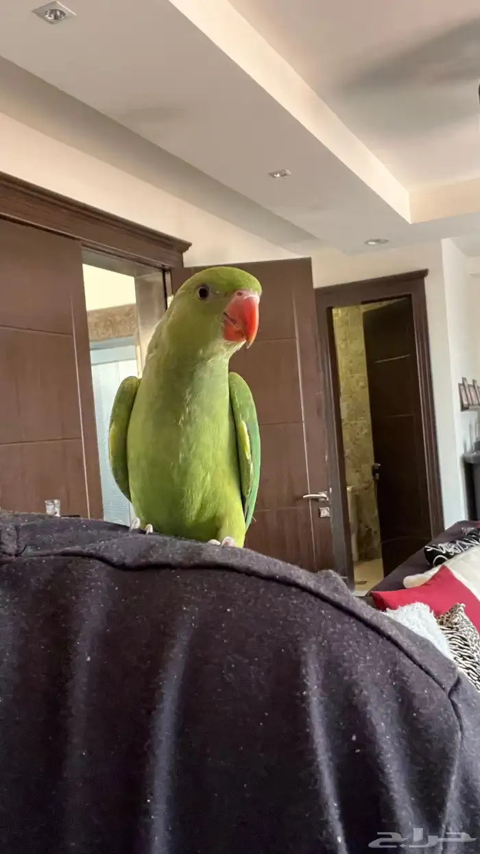 ببغاء دره اليف وهدد حمامه مايعرف العض طير بيت 3