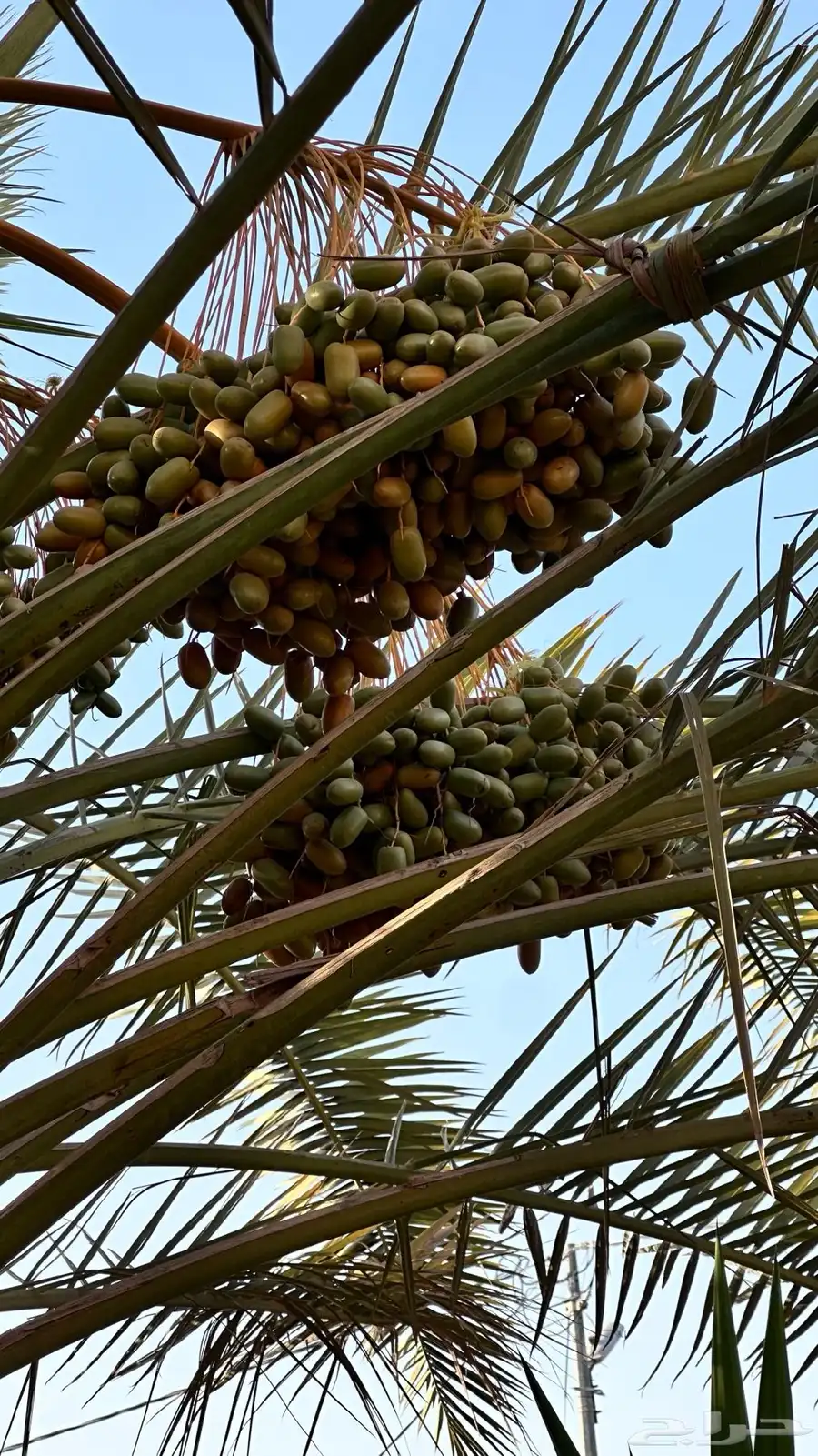 خرفه بيشه 9