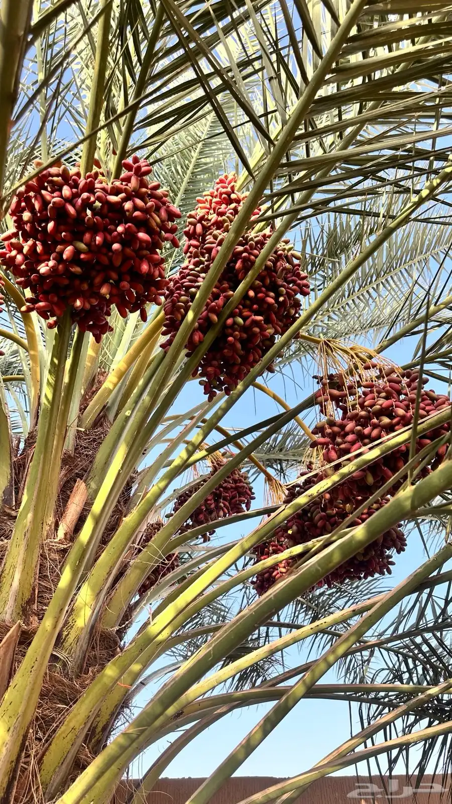 خرفه بيشه 7