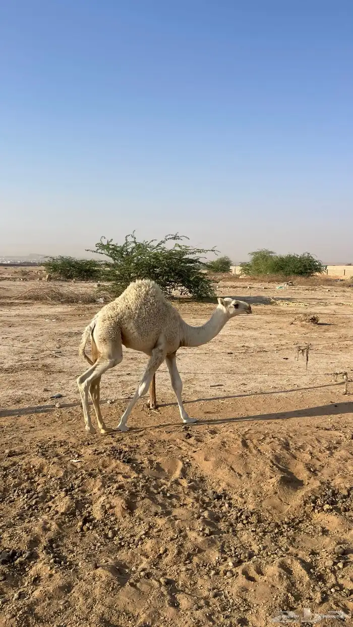ناقة وضحى تحتها بكرة (تم البيع) 15