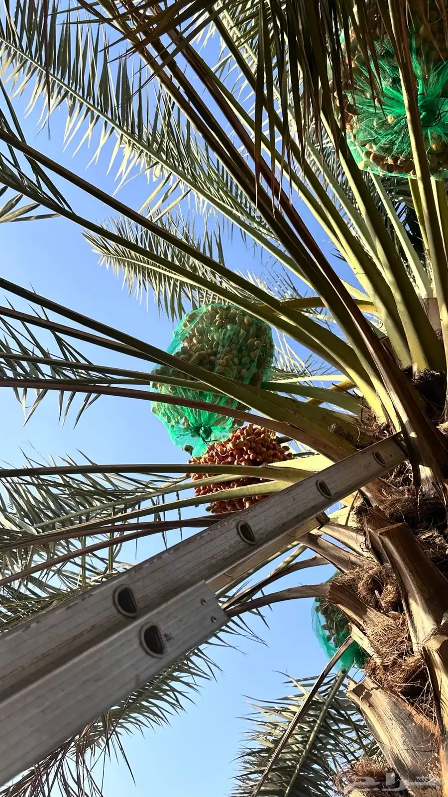 خرفه بيشه 1