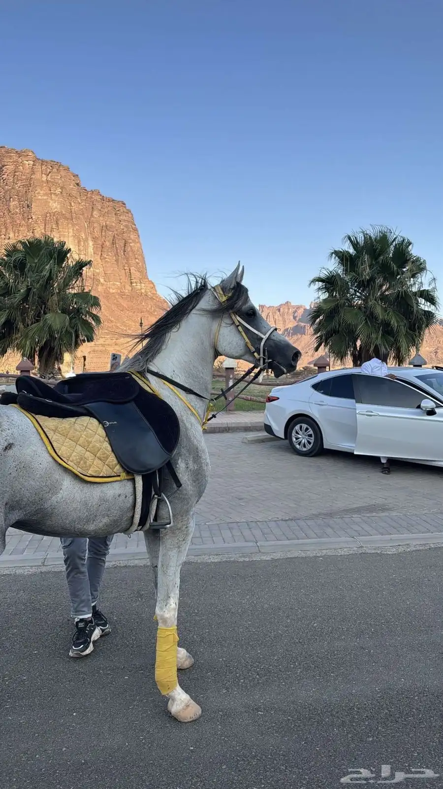 خيل 6